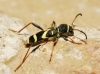 Clytus arietis