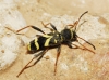 Clytus arietis