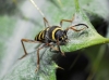 Clytus arietis