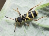 Clytus arietis