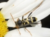 Clytus rhamni
