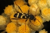 Clytus rhamni Germar, 1817
