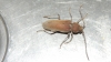 Hesperophanes sericeus