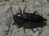 Hylotrupes bajulus