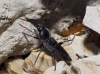 Hylotrupes bajulus