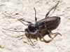 Hylotrupes bajulus