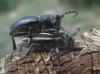 Iberodorcadion pseudomolitor (Escalera, 1902)