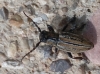 Iberodorcadion pseudomolitor (Escalera, 1902)