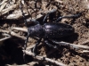 Iberodorcadion pseudomolitor (Escalera, 1902)