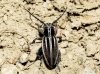 Iberodorcadion pseudomolitor (Escalera, 1902)