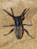 Iberodorcadion pseudomolitor (Escalera, 1902)