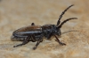 Iberodorcadion pseudomolitor (Escalera, 1902)