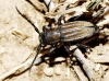 Iberodorcadion pseudomolitor (Escalera, 1902)