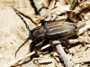 Iberodorcadion pseudomolitor (Escalera, 1902)