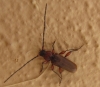 Phymatodes testaceus
