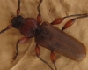 Phymatodes testaceus