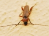 Phymatodes testaceus