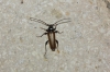 Phymatodes testaceus