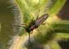 Phytoecia virgula (Charpentier, 1825)