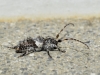 Pogonocherus sp
