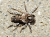 Pogonocherus sp