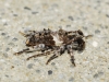 Pogonocherus sp