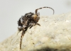 Pogonocherus sp