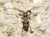 Pogonocherus sp