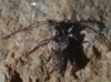 Pogonocherus sp.