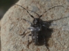 Pogonocherus sp.