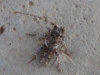 Pogonocherus sp.