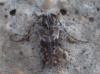 Pogonocherus sp.