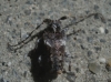 Pogonocherus sp.