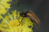Pseudovadonia livida