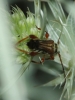 Stenopterus ater (Linnaeus, 1767)