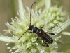 Stenopterus ater