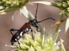 Stenopterus ater