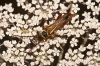 Stenopterus mauritanicus Lucas, 1846