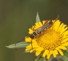 Stenopterus mauritanicus Lucas, 1846