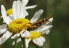 Stenopterus sp.