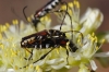 Stenopterus ater