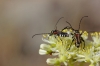 Stenopterus ater
