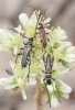Stenopterus ater