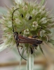 Stenopterus ater