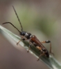 Stenopterus ater