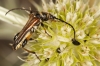 Stenopterus ater