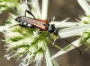 Stenopterus ater