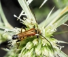 Stenopterus ater