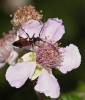 Stenurella bifasciata