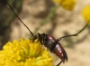 Stenurella bifasciata